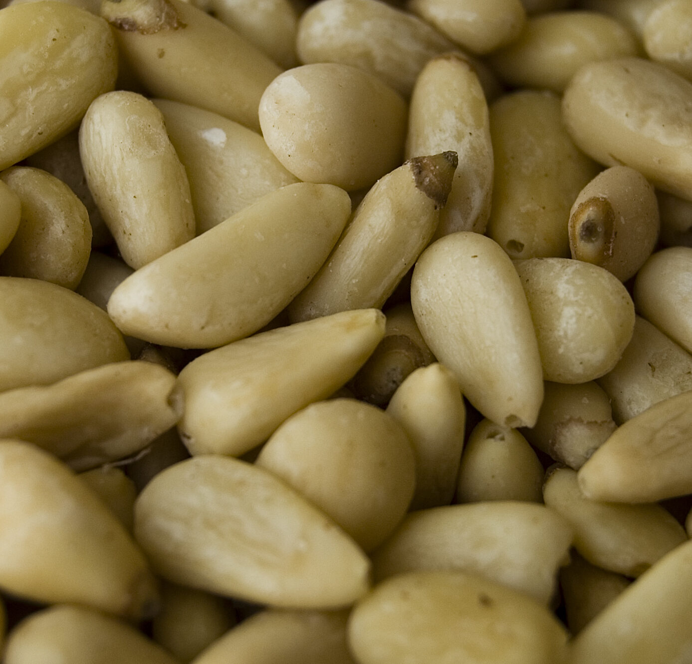 Pine Nuts: The nutritional treasure of the pine tree and how to use it