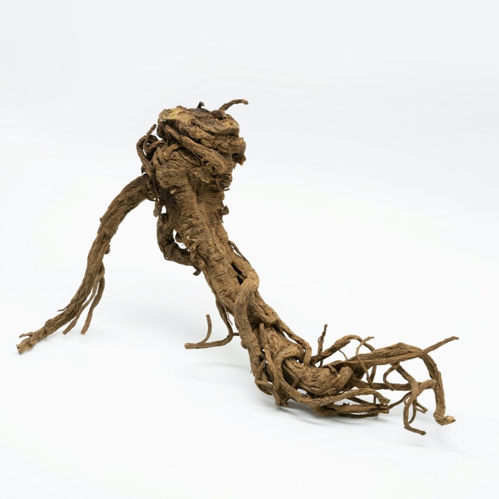 Rizoma di valeriana