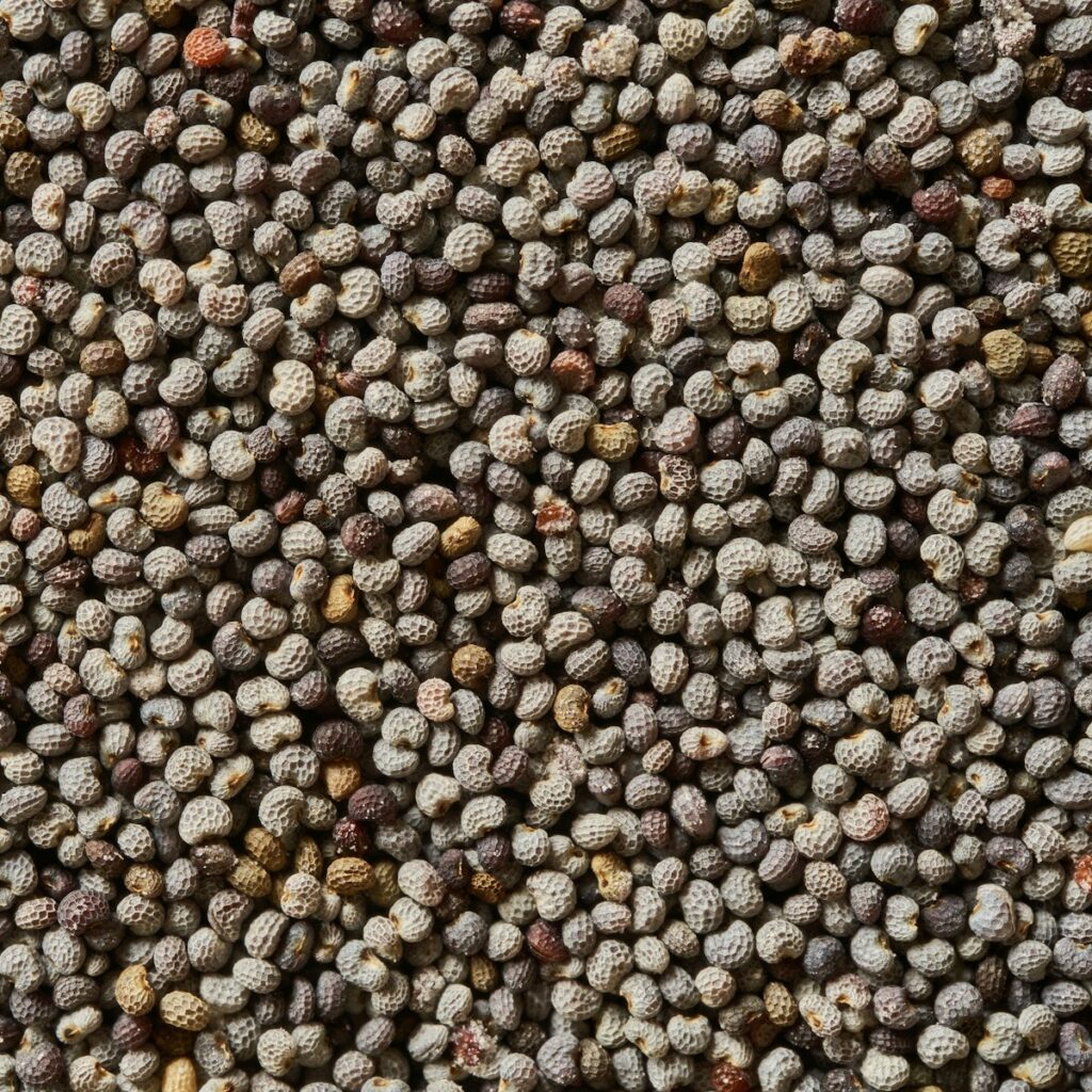 semi di papavero